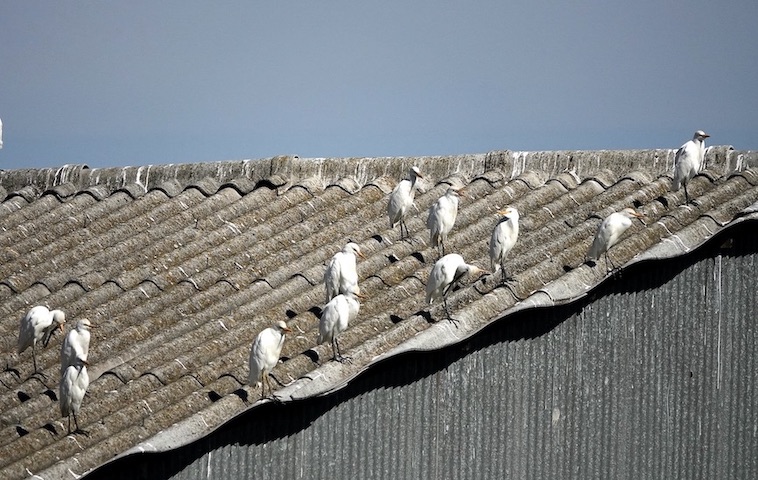 cattle egret